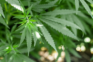 the photo shows germinated shrubs of hemp, whose fruits and plants are used in medicine