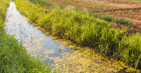 Curved ditch with duckweed in a Dutch polder. The ditch is on the edge of a field with newly sown onion plants. It is a sunny morning at the start of the summer period.