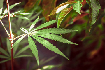 the photo shows germinated shrubs of hemp, whose fruits and plants are used in medicine