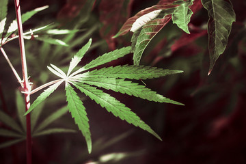 the photo shows germinated shrubs of hemp, whose fruits and plants are used in medicine