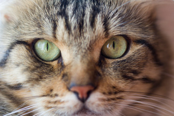 Cat resting on the window of the apartment close-up