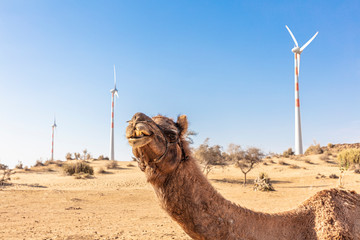 dromedary with wind turbine in the thar desert