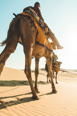 dromedary with tourist in the thar desert
