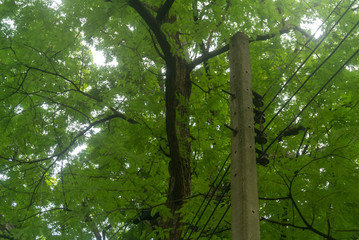 Fototapeta premium tree in the forest