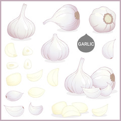 Set of dried garlic vegetable spice in various cuts and styles in vector illustration format