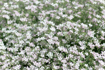 Closeup view of gypsophila flower, suitable for background