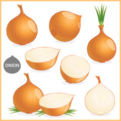 Set of dried onion vegetable with green leaves in various cuts and styles in vector illustration format