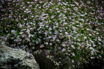 Closeup view of gypsophila flower, suitable for background