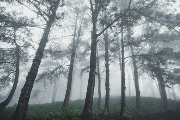 Obraz na płótnie Canvas Forest Rain and fog in the forest