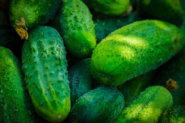 Beautiful green ripe cucumbers