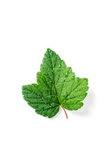 Blackcurrant leaf isolated on white backround
