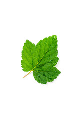Fototapeta premium Blackcurrant leaf isolated on white backround