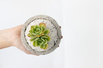 Mano con planta suculenta en maceta de concreto 