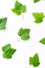 Creative layout with blackcurrant leaves isolated on white backround