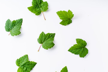 Creative layout with blackcurrant leaves isolated on white backround