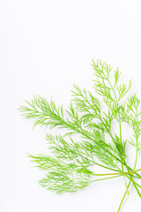 Obraz premium Fresh dill isolated on white background with copy space