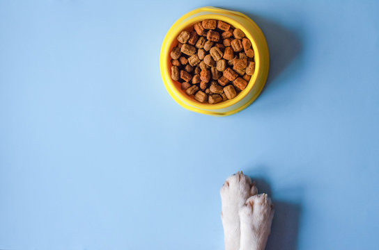 Unleashing the Truth: Can Dogs Safely Enjoy Beans in Their Diet? Discover the truth about can dogs eat beans. Unleash the nutritional benefits and risks. Expert advice on safely incorporating beans into your dog's diet.