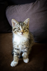 chaton