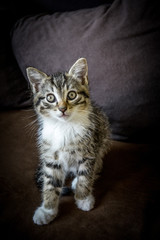 chaton