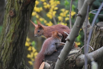 Eichhörnchen