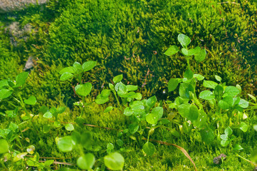 Little Green Wildflower Sprouts Growing on Haircap Moss with Shining Rain Droplets on a Summer Day.