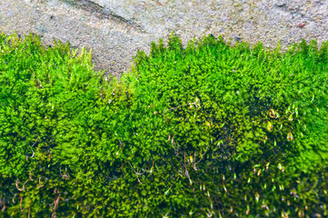 Fototapeta na wymiar Haircap Moss Growing on a Stone on a Summer Day.