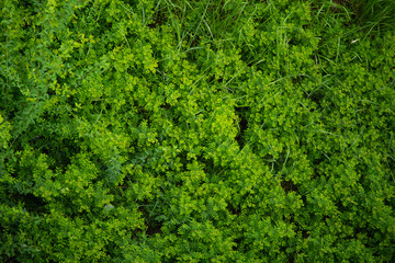 Obraz premium Top view green leaf nature background.