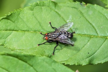 mucha ścierwica mięsówka (Sarcophaga carnaria) © Henryk Niestrój