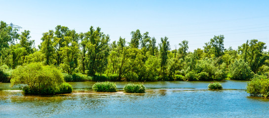 Panorama view water landscape in National park Hollands Biesbosch in Drimmelen. River Amer,  The Netherlands