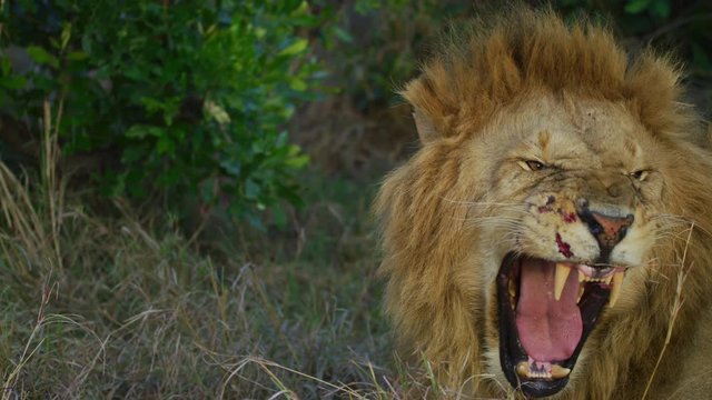 Lion yawning