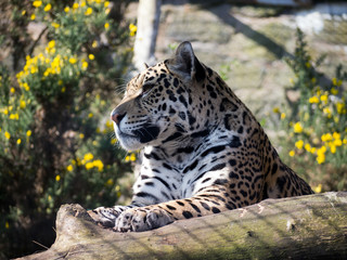 portrait of a leopard