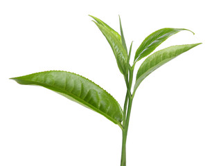 green tea leaf isolated on white background