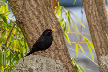 Blackbird Standing on a Stone in the Garden