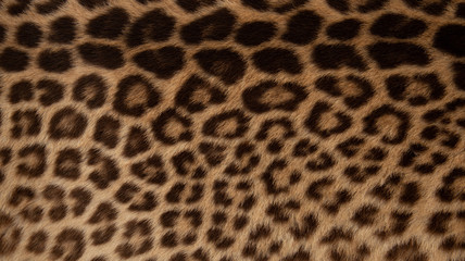 Leopard fur or pelt