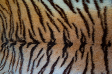 Vintage tiger skin with stripes