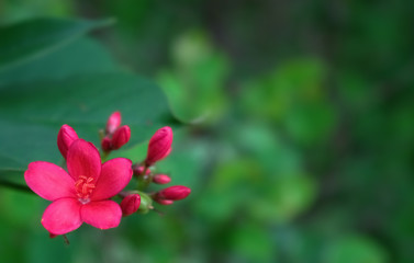 Beautiful red flower in the garden with green background