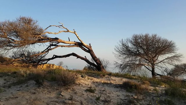 Arbol quemado en un acantilado en Mazagon, Huelva
