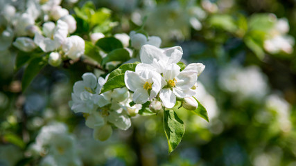 blooming apple tree