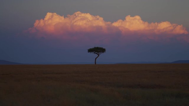 Acacia tree in the African savannah