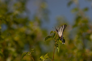 The Scarce swallowtail in National park Lovchen. Cetinje. Montenegro