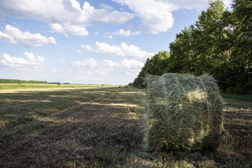 Bales of dry grass hay on the field