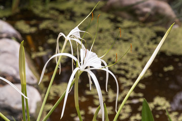 white flower
