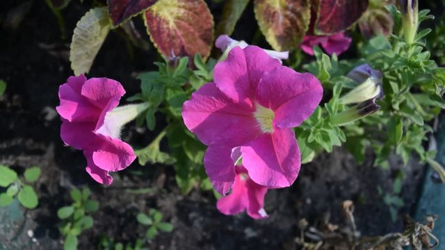 Beautiful pink flowers in the garden.