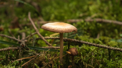 mushroom in forest