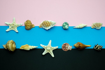 Shells and starfishes on blue , black and pink background. Copy space for your text.Summer holiday concept.