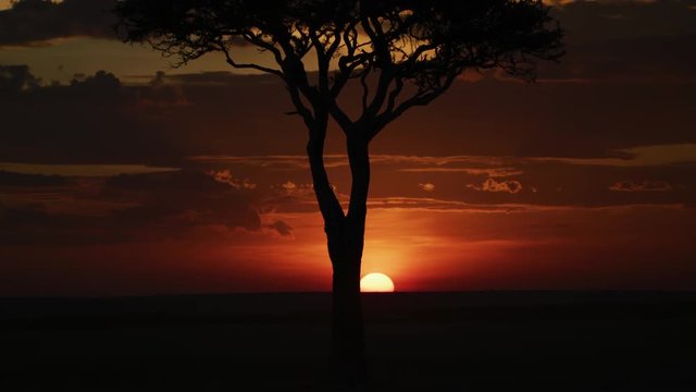 Sun setting down behind an Acacia tree, Africa
