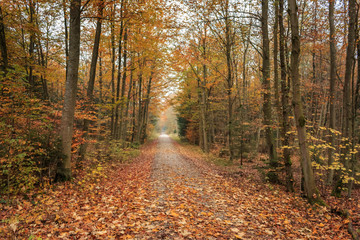 road in the forest autumn