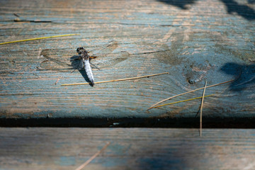 A dragonfly at a lake