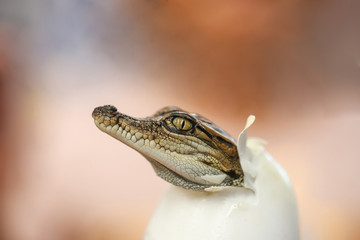 Little baby crocodile is hatching from egg.
