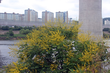 Obraz premium 뿔나무꽃